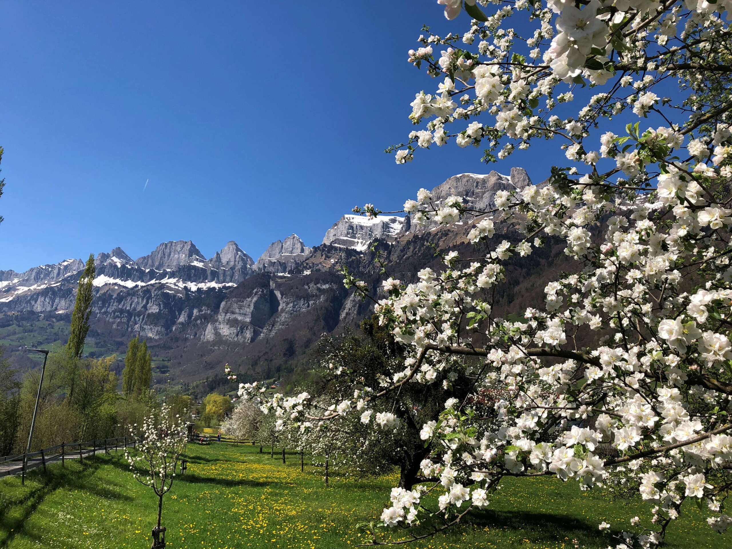 Frühlingsblüte in Berschis mit Churfirsten im Hintergrund