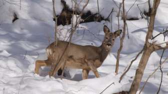 Wildtier-Erlebnis auf Schneeschuhen am Flumserberg Wildtier-Erlebnis auf Schneeschuhen am Flumserberg