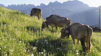 Bergkäserei Mädris
