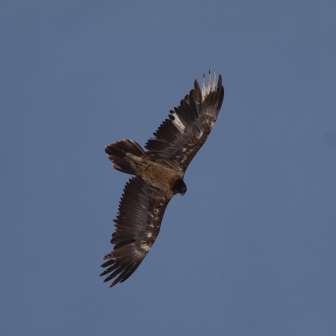 Bartgeier © Heidiland Tourismus