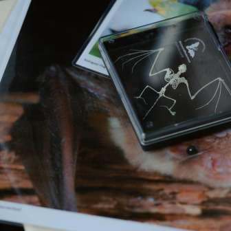 Anschauungsmaterial © Kevin Wildhaber