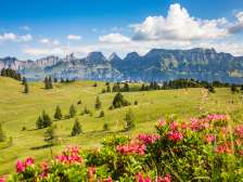 Saftige Sommer-Wiese am Flumserberg