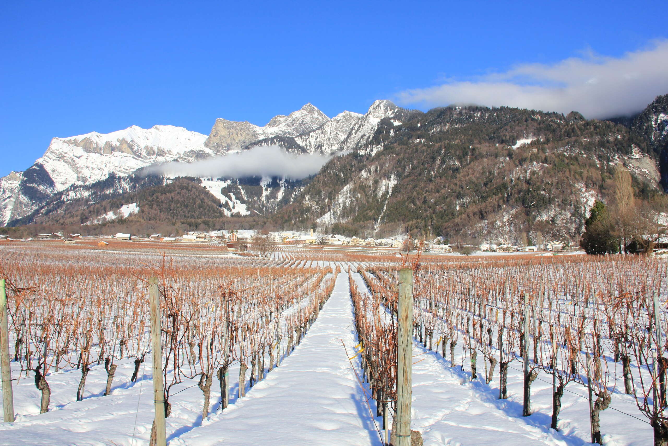 Winterlicher Rebberg in der Bündner Herrschaft