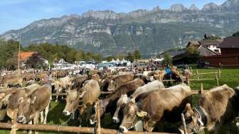Gemeindeviehschau und Jahrmarkt in Oberterzen Gemeindeviehschau und Jahrmarkt in Oberterzen