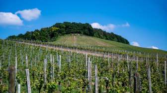 Beautiful scenery vineyard clear blue sky daytime