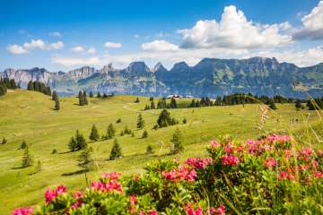 Saftige Sommer-Wiese am Flumserberg Saftige Sommer-Wiese am Flumserberg