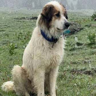 Begegnung mit Herdenschutzhunde Exkursion mit Jan Boner (1) (1)