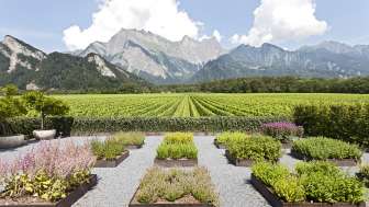 Weingut Davaz Weingut Davaz