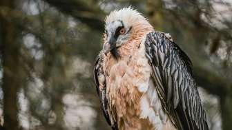 Bartgeier © Heidiland Tourismus