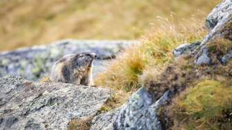Wildtierbeobachtung Murmeltier Wildtierbeobachtung Murmeltier