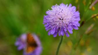 Quinten, Witwenblume