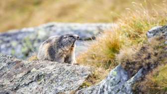 Wilditerbeobachtung Murmeltier Pfeifendes Murmeltier sitzt auf einem Stein