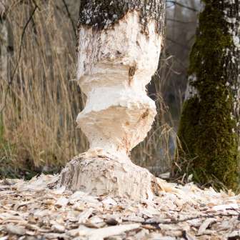 Tree trunk beaver © Heidiland Tourismus