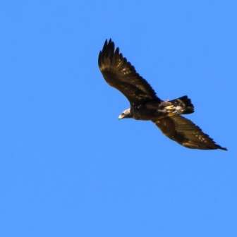 Steinadler © Ch Meier Zwicky, Malans