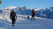 Schnee, Taminatal, Fürggli - Golerberg, Hund, Winterwandern