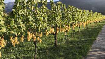 Luzi Boner Bio-Weinbau und Brennerei