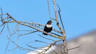 Ringdrossel Foto Christoph Meier Vogelfoto ch