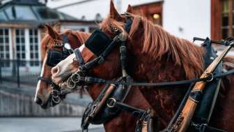 Taminaschlucht Kutschenfahrt