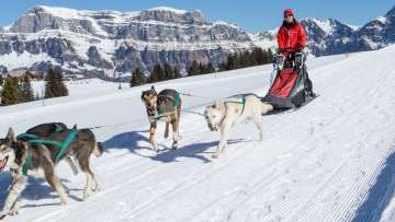 Hunde, Husky, Husky Touren, Hundeschlitten