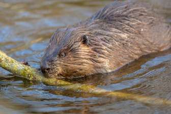 Beaver © Heidiland Tourismus