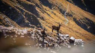 Ibexes © Thomas Kessler Visuals