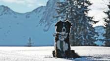 Winter, Schnee, Seebenalp, Flumserberg, Hund, Winterwandern
