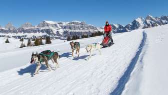 Husky-Schlittenfahrt am Flumserberg Husky-Schlittenfahrt am Flumserberg