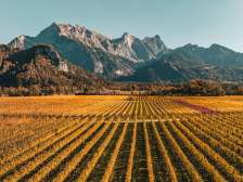 Gold verfärbte Weinreben in der Bündner Herrschaft. Im Hintergrund ist der markante Gipfel des Falknis zu sehen.
