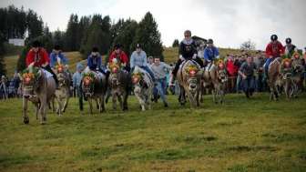 Flumserberg Alpchaesmarkt Kuhrennen d093156a