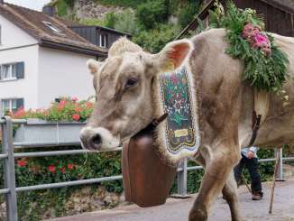 Alpabzug, Kühe, Mels
