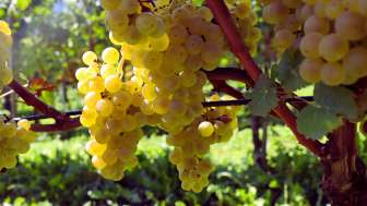 Rathauskeller Mels - Weinkellerei