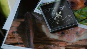 Anschauungsmaterial © Kevin Wildhaber