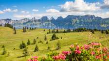 Saftige Sommer-Wiese am Flumserberg
