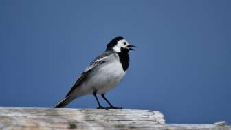 Bachstelze © Ch Meier Zwicky, Malans