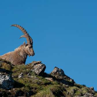 Steinbock © Heidiland Tourismus