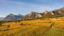 Weinberg, Herrschaft, Wein, Dörfer, Berge, Falknis, Dorf, Graubünden, Bündner Herrschaft, Aussicht