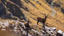 Steinbock, Wanderweg, blauer Himmel, Berge, Weisstannen, Herbstzeit, kurt walser, Steinwild, Swiss Ranger, Aussicht, Heidiland