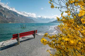 2025, Ausblick, Aussicht, Bänkli, Berge, Forsythien, Forsythienbaum, Frühling, Gelb, Landschaft und Natur, Osterbaum, Rotes Bänkli, See, Sitzbank, Springturm, Steine, Ufer, Walensee, Wasser, Wellen, Wolken