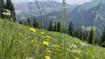 Wanderung Bergblumenpracht Seewis Valcaus bis Älpli mit Wanderleiterin Sandra Casutt (2)