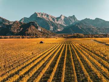 Fläsch, Herbstfarben, Falknis, Reben, Bündner Herrschaft