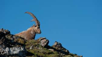 Steinbock © Heidiland Tourismus