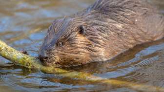 Beaver © Heidiland Tourismus