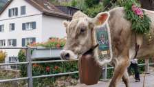 Alpabzug, Kühe, Mels