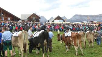 Kuhrennen Alpkaese b8a8a92e