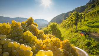 Trauben weiss Reben culinarium (2) Trauben weiss Reben culinarium (2)