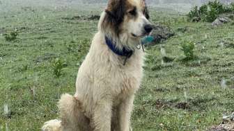 Begegnung mit Herdenschutzhunde Exkursion mit Jan Boner (1) (1)