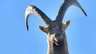 Steinbock © Heidiland Tourismus