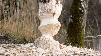 Tree trunk beaver © Heidiland Tourismus