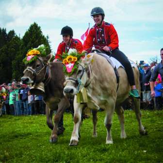Alpchäsmarkt und Kuhrennen Flumserberg