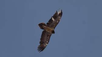 Bartgeier © Heidiland Tourismus